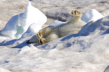 Polar bear (Ursus maritimus) stretching out on multi-year ice floes in the Barents Sea off the eastern coast of EdgeØya (Edge Island) in the Svalbard Archipelago, Norway.