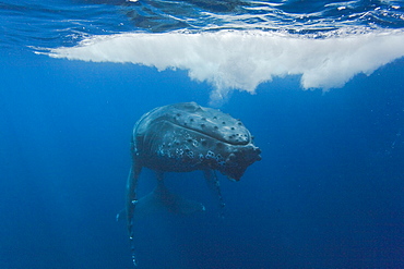 Humpback whale (Megaptera novaeangliae) underwater in the AuAu Channel between the islands of Maui and Lanai, Hawaii, USA