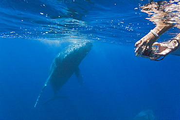 Humpback whale (Megaptera novaeangliae) underwater in the AuAu Channel between the islands of Maui and Lanai, Hawaii, USA