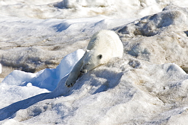 Polar bear (Ursus maritimus) sleeping on multi-year ice floes in the Barents Sea off the eastern coast of EdgeØya (Edge Island) in the Svalbard Archipelago, Norway.