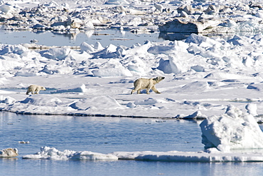 Mother and cub polar bear (Ursus maritimus) on multi-year ice floes in the Barents Sea off the eastern coast of Edge Island in the Svalbard Archipelago, Norway