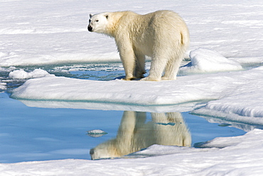 Adult polar bear (Ursus maritimus) reflected in melt water pool on multi-year ice floes in the Barents Sea off the eastern coast of EdgeÃ¿ya (Edge Island) in the Svalbard Archipelago, Norway.   (rr)