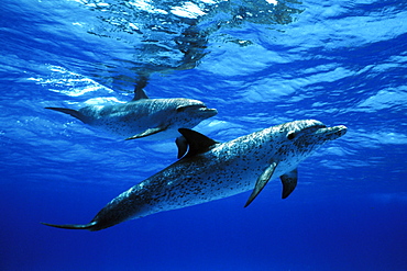 Atlantic Spotted Dolphin (Stenella frontalis) pair underwater on the Little Bahama Banks, Grand Bahama Island, Bahamas.
(Resolution Restricted - pls contact us)