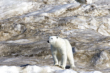 Polar bear (Ursus maritimus) on multi-year ice floes in the Barents Sea off the eastern coast of EdgeØya (Edge Island) in the Svalbard Archipelago, Norway.