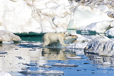 A young polar bear (Ursus maritimus) leaping from floe to floe on multi-year ice floes in the Barents Sea off the eastern coast of EdgeØya (Edge Island) in the Svalbard Archipelago, Norway.