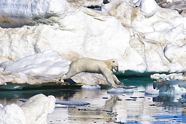 A young polar bear (Ursus maritimus) leaping from floe to floe on multi-year ice floes in the Barents Sea off the eastern coast of EdgeØya (Edge Island) in the Svalbard Archipelago, Norway.