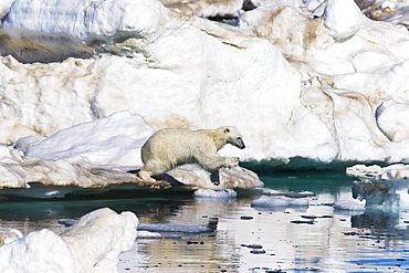 A young polar bear (Ursus maritimus) leaping from floe to floe on multi-year ice floes in the Barents Sea off the eastern coast of EdgeØya (Edge Island) in the Svalbard Archipelago, Norway.