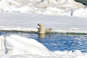 An adult polar bear (Ursus maritimus) pulling itself up from the ocean onto multi-year ice floes in the Barents Sea off the eastern coast of EdgeØya (Edge Island) in the Svalbard Archipelago, Norway.