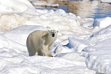 Polar bear (Ursus maritimus) on multi-year ice floes in the Barents Sea off the eastern coast of EdgeØya (Edge Island) in the Svalbard Archipelago, Norway.