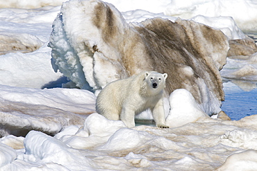 Polar bear (Ursus maritimus) on multi-year ice floes in the Barents Sea off the eastern coast of EdgeØya (Edge Island) in the Svalbard Archipelago, Norway.