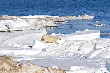 Polar bear (Ursus maritimus) rubbing itself to clean its fur on multi-year ice floes in the Barents Sea off the eastern coast of EdgeØya (Edge Island) in the Svalbard Archipelago, Norway.