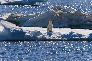 Curious polar bear (Ursus maritimus) on multi-year ice floes in the Barents Sea off the eastern coast of EdgeØya (Edge Island) in the Svalbard Archipelago, Norway.