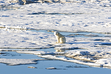 Curious young female polar bear (Ursus maritimus) on multi-year ice floes in the Barents Sea off the eastern coast of EdgeØya (Edge Island) in the Svalbard Archipelago, Norway.