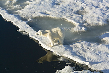 Curious young female polar bear (Ursus maritimus) on multi-year ice floes in the Barents Sea off the eastern coast of EdgeØya (Edge Island) in the Svalbard Archipelago, Norway.