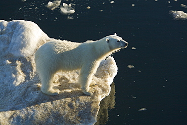 Curious young female polar bear (Ursus maritimus) on multi-year ice floes in the Barents Sea off the eastern coast of EdgeØya (Edge Island) in the Svalbard Archipelago, Norway.