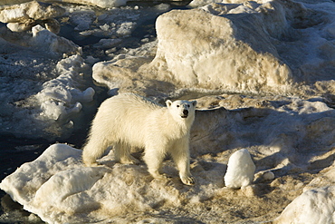 Curious young female polar bear (Ursus maritimus) on multi-year ice floes in the Barents Sea off the eastern coast of EdgeØya (Edge Island) in the Svalbard Archipelago, Norway.