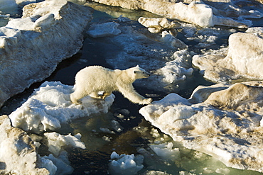 Young female polar bear (Ursus maritimus) jumping from floe to floe on multi-year ice floes in the Barents Sea off the eastern coast of EdgeØya (Edge Island) in the Svalbard Archipelago, Norway.