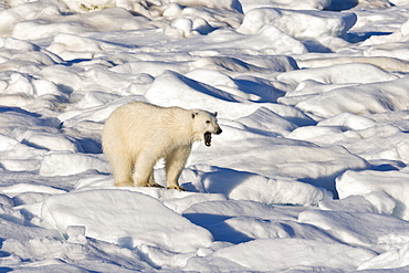 Polar bear yawning (Ursus maritimus) on multi-year ice floes in the Barents Sea off the eastern coast of EdgeØya (Edge Island) in the Svalbard Archipelago, Norway.