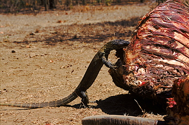 Komodo dragon juvenile scavenging water buffalo carcass, Komodo Island, Indonesia