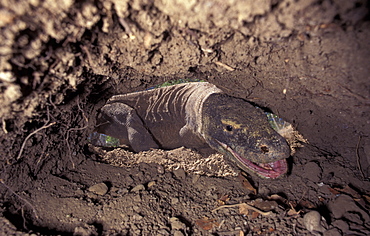 Komodo dragon about to lay eggs in burrow made in megapode mound (Varanus komodoensis) Komodo Is