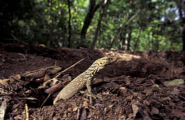 Komodo dragon hatchling emerging from megapode mound (Varanus komodoensis) Komodo Is