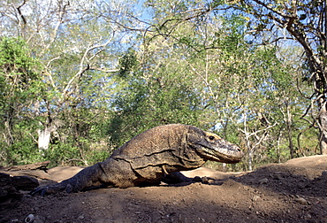 Komodo dragon female on megapode mound (Varanus komodoensis) female uses these birds mounds for nesting site for her own eggs, Komodo Island, Indonesia 