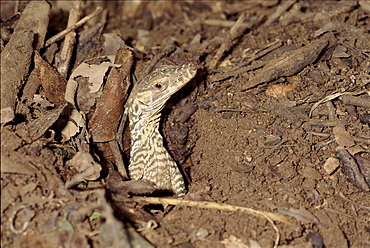 Komodo dragon hatchling emerging, Komodo Island, Indonesia. Eggs are laid underground, in this case under a megapode mound, and so hatchlings have to dig themselves out.