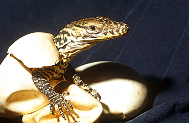 Young hatchling Komodo dragon (Varanus komodoensis)