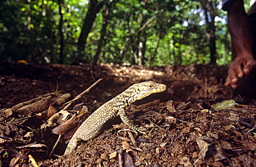 Komodo dragon (Varanus komodoensis) appearing from megapode mound.