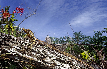 Komodo dragon (Varanus komodoensis) hatchling, which spend 2 - 3 years off the gound in the canopy.