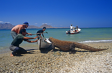 Komodo dragon (Varanus komodoensis).  Enticing dragon into canoe  in order to relocate.