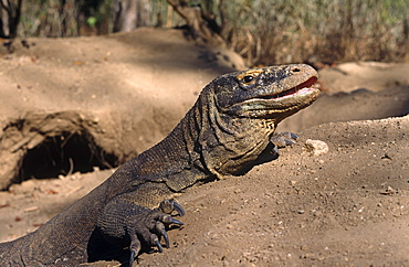 Komodo dragon (Varanus komodoensis) - female resting and defending one of six entrances to megapode mound