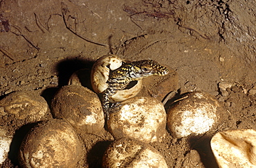 Young hatchling Komodo dragon (Varanus komodoensis).  one of thirty three eggs only twenty eight hatched.