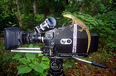 Young hatchling Komodo dragons  (Varanus komodoensis), on Arriflex camera, beloning to cameraman Michael Pitts.