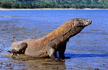 Komodo dragon (Varanus komodoensis)  - male on beach possibly foraging in the shallows.