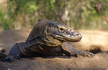 Komodo dragon (Varanus komodoensis) - female resting / defeding megapode mount containing her egss.  She will stay here without feeding for two months.