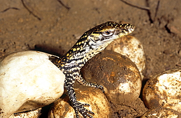 Young hatchling Komodo dragon (Varanus komodoensis).  one of thirty three eggs only twenty eight hatched.