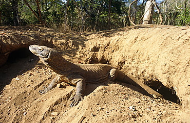 Komodo dragon (Varanus komodoensis) - female resting after tunneling in megapode mount above her nest chamber.