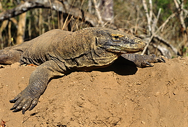 Komodo dragon (Varanus komodoensis) - female resting after tunneling in megapode mount above her nest chamber.