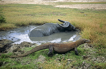 Komodo dragon (Varanus komodoensis) waiting for water buffalo, trapped in mud wallow, to die so it can eat it.