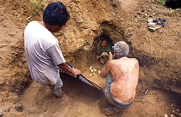 One of many entrances to megapode mound containing Komodo dragon egg chamber.   Film crew found the nest the very day the eggs hatched after 9 month gestation.   Young hatchling Komodo dragons (Varanus komodoensis) and their egg cases. 