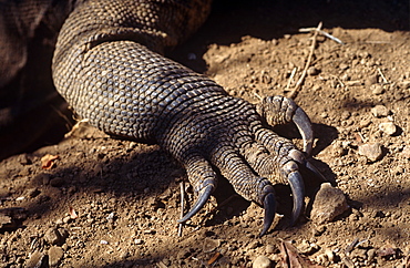 Komodo dragon (Varanus komodoensis) - claws for digging tunnels to nest chamber up to 4 metres deep.