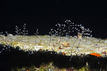 Soft Coral growing on the hull of the 'Blue Plunder' wreck - Nassau,Bahamas