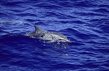 Hawaiian spinner dolphin (Stenella longirostris lngirostris) showing characteristic dorsal fin and long snout. Hawaii, USA. 