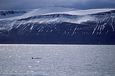 Minke whale (Balaenoptera acutorostrata) surfacing in fjord with snow capped mountains behind. Husavik, Iceland.