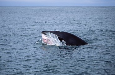 Minke whale (Balaenoptera acutorostrata) lunge feeding at surface showing pink throat grooves. Olafsvik Iceland