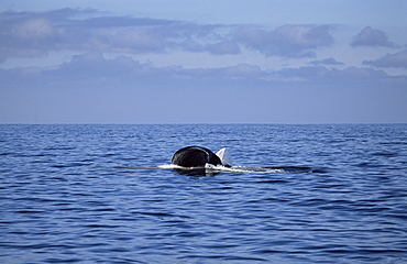 Blue whale (Balaenoptera musculus) lunge feeding at the surface. The whale is upside down to the visible part is the lower jaw upside down. Monterey Bay, California, USA