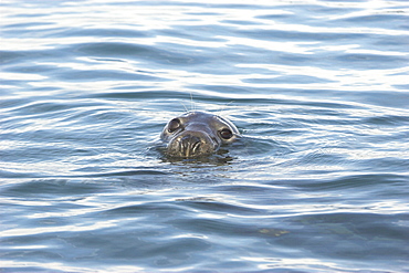 Grey seal (Halichoerus grypus) head above surface, Cardigan Bay, West Wales, UK   (RR)