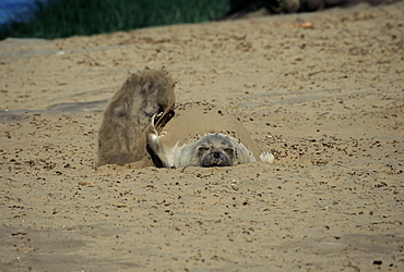 Juvenile Northern elephant seal (Mirounga angustirostris) flicking sand on its back for sun protection. Ano Nuevo, California, USA 