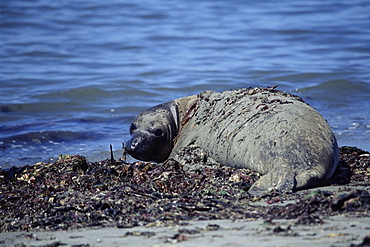 Juvenile Northern elephant seal (Mirounga angustirostris) sunbathing. Ano Nuevo, California, USA 